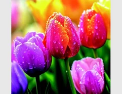 Bild Farbenfrohe Tulpen