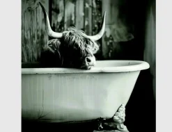 Bild Highland Rind in Badewanne