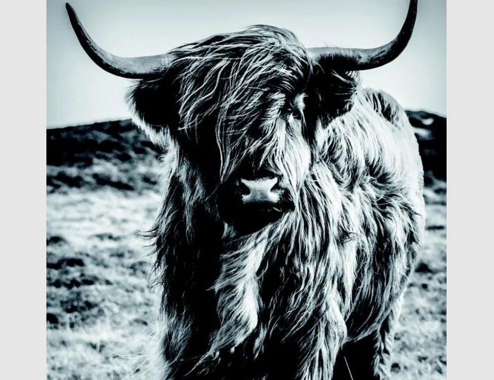 Bild Highland Rind Schwarz, Weiß