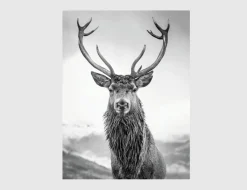 Bild Hirsch Schwarz, Weiß