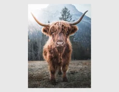 Bild Hochlandrind