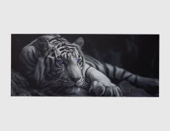 Bild Majestätischer Weißer Tiger