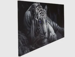 Bild Majestätischer Weißer Tiger