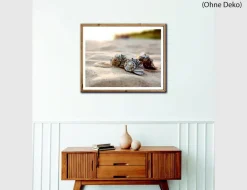 Bild Muscheln im Sand
