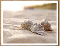 Bild Muscheln im Sand