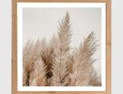 Bild Pampasgras Natur