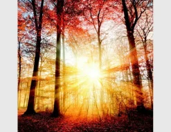 Bild Sonnenlicht im Herbstwald