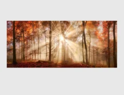Bild Sonnenwald