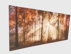 Bild Sonnenwald