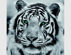 Bild Tiger Schwarz Weiß mit grünen Augen