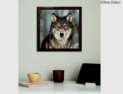 Bild Wolf in winterlicher Landschaft