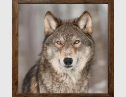 Bild Wolf in winterlicher Landschaft