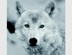 Bild Wolf Schwarz Weiß mit grünen Augen