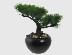 Bonsai Kiefer getopft