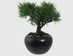 Bonsai Zeder getopft