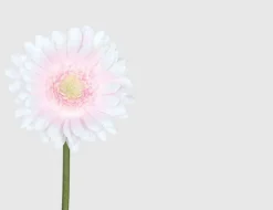 Einzelblume Gerbera Rosa