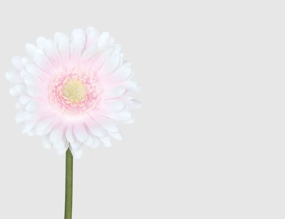 Einzelblume Gerbera Rosa