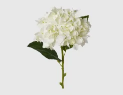 Einzelblume Hortensie creme