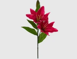 Einzelblume Lilie fuchsia
