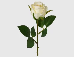Einzelblume Rose creme