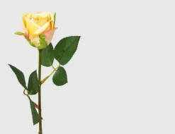 Einzelblume Rose Gelb