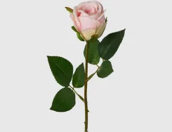 Einzelblume Rose rosa