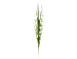 Einzelrispe Isolepsis grün