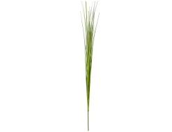 Einzelrispe Isolepsis grün