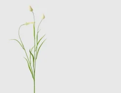Einzelrispe Wiesengras Creme