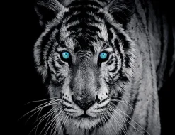 Fototapete TIGER