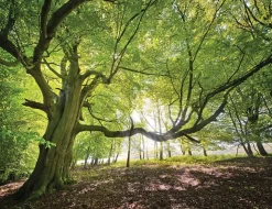 Fototapete WALDBLICK
