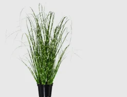 Miscanthus Zebragras im Topf