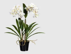 Orchidee Dendrobie getopft Weiß