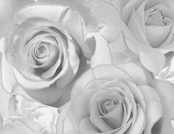 Papiertapeten Rosen grau