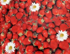 Wachstuch Strawberry